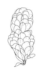 Distichophyllum pulchellum s.s., habit, moist. Drawn from W. Martin 179.18, CHR 464387.
 Image: R.C. Wagstaff © Landcare Research 2017 